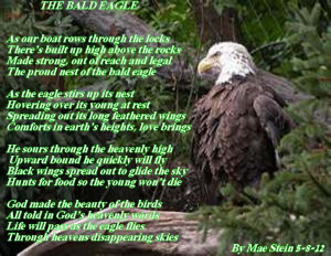 THE BALD EAGLE