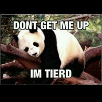 panda #tired #sleep #wakeup