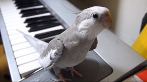 Cockatiel's Song with Piano Accompaniment Is the Cutest Yet