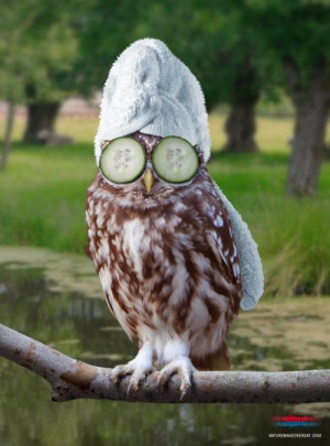 Funny owl images