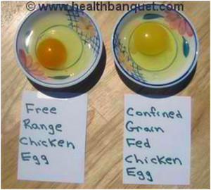 Free Range Egg vs. Confined Grain Fed Chicken Egg (stock photo/no ...