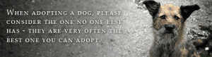 ok save a dog is a not for profit dog rescue located in prague ...