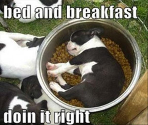 bed-and-breakfast-funny-pictures