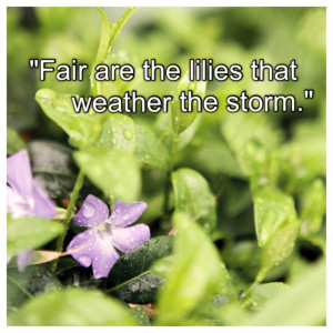 Fair are the lilies that weather the storm.