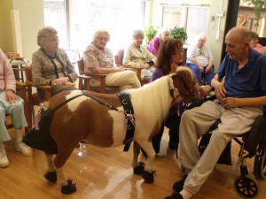 Elderly and Equine Therapy http://www.pic2fly.com/Elderly+and+Equine ...