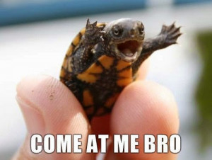 Turtles, 12 funny Turtles, The turtle animal, 12 Ways to love The ...