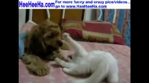 Funny Pictures Cat And Dog