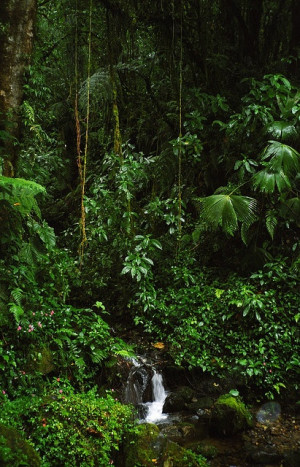 ... Rainforests, Nature, Rainforests Waterf, Tropical Rainforests, Rain