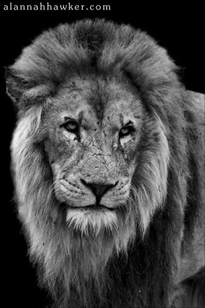 Images Lion Black And White