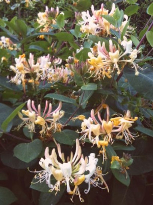 Honeysuckle Quotes Dreams