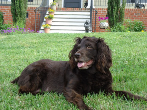 South Carolina State Dog Boykin Spaniel