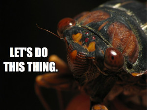 Cicadas! Swarmageddon 2013 Set to Gross Out East Coast