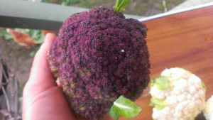 Here is a closer shot of the purple cauli. I love how the colour is ...