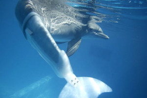 ... is able to swim thanks to a prosthetic silicon tail Photo: BARCROFT