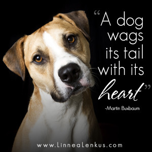 ... quotes dogs cute dog meme dog dog photography photographers a dog wags