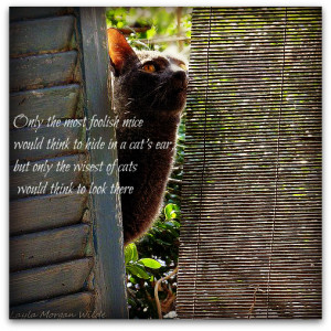 cradle quotes funny cat quote cat in the hat quotes funny cats with ...