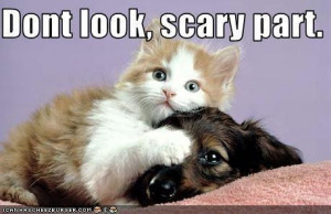 cat & dog funny - animal-humor Photo