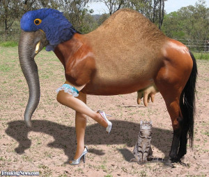 Funny Crazy Horse Combo