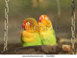 Love Birds Parakeets Love birds - parakeets on a branch - stock photo