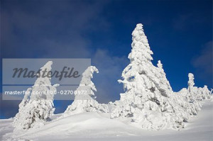 bavaria winter, german mountain winter, germany snow covered trees ...