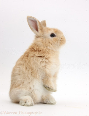 Young White Rabbit Sitting Its Haunches Background
