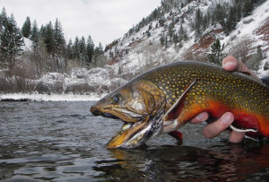 Fly Fishing Brook Trout Favors