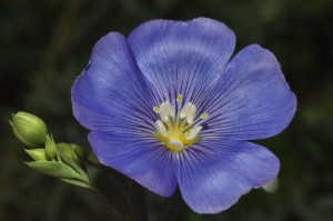 Blue Flax Flower Linum Lewisii