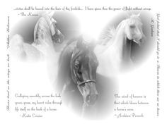 beautiful horse quotes, but i think they spelled 