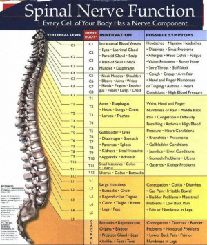 Spinal Nerve Function - Every cell of your body has a nerve component ...