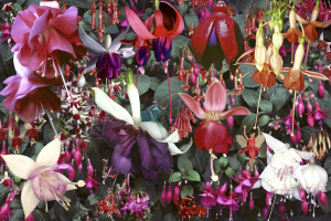 Some of Jim Horning's Favorite Links