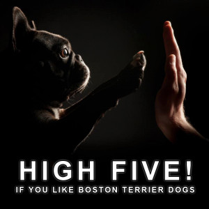 High Five if you Like Boston Terrier Dogs (QUOTE)