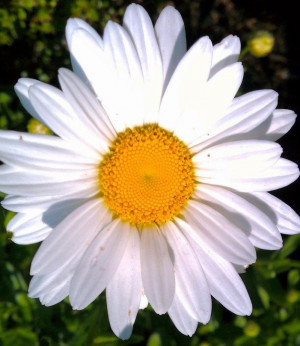 Daisy photo via www.Facebook.com/Nancy.Beardsley.Art