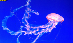 Related Pictures funny humor jellyfish pictures