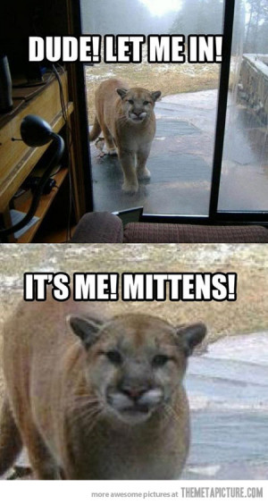 Funny photos funny cougar big cat