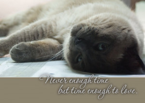 sympathy card with siamese cat Never enough time but time enough to ...