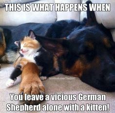 ... leave a vicious German Shepherd alone with a kitten!!!!! More
