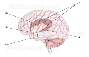 Insula Lobe Brain Function