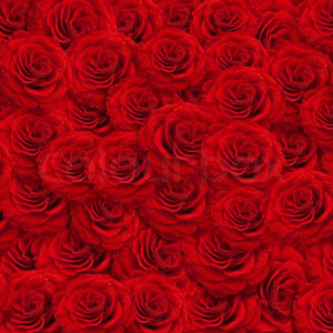 Stock Bild von 'frische rote Rosen mit Wasser backgroud Tropfen'