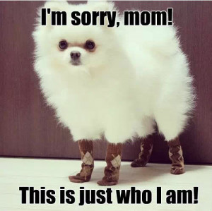 funny-picture-furry-dog-white-socks