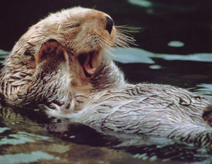 Otter