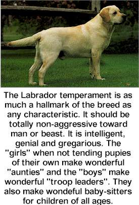 Labrador Retriever Dog Picture