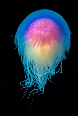 ... blue colorful Jellyfish glowing jelly fish sea life ocean life