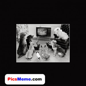 funny quotes about internet sweet tom and jerry 6 funny