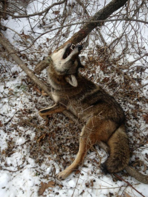 Thread: Fur Trapping 2013/2014 (pics)