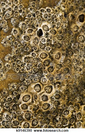 barnacles clipart Stock Photography - colon...