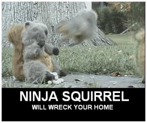 Funny Squirrel Sharenator