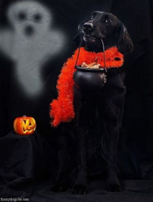 Knit Jones Half Bath Remodel Day Funny Friday Video Doblelol Dog