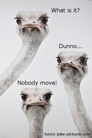Funny Animal Bird Ostrich Picture Photo Caption