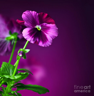 Pansy Flowers Border Photograph
