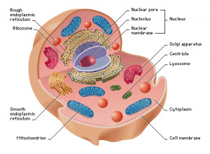 Cell theory